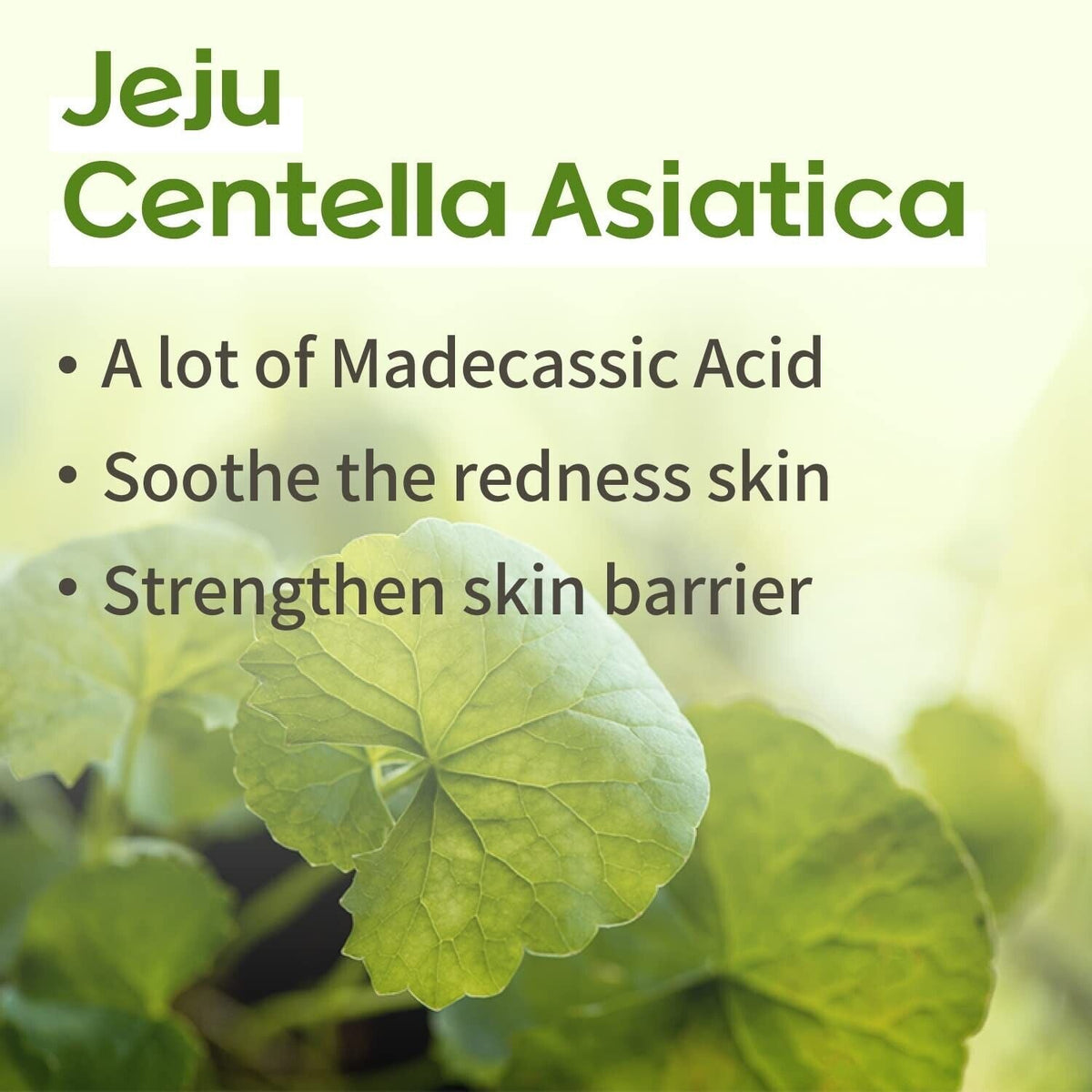 Ongredients Jeju Cica Cleansing Ball 110g