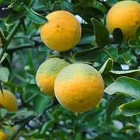 make p:rem Poncirus Trifoliata C Dark Spot Serum 40ml