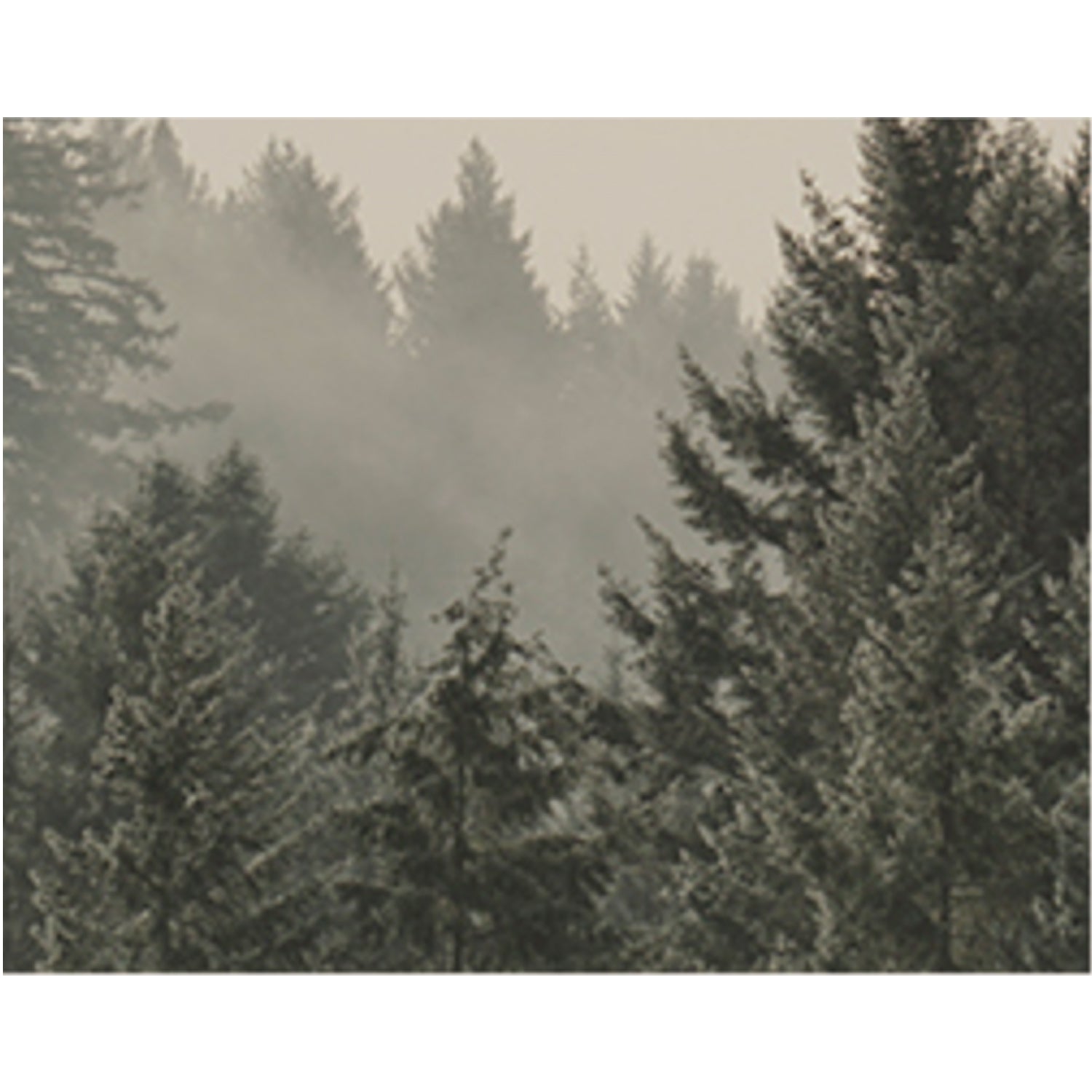 Forest Wood